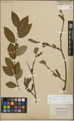 Foto von Salix lapponum L. x Salix silesiaca Willd.